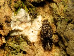 Very Scaly-winged Barklouse - Flickr - treegrow by Katja Schulz from Washington, D. C., USA. Used under a CC BY 2.0 license.