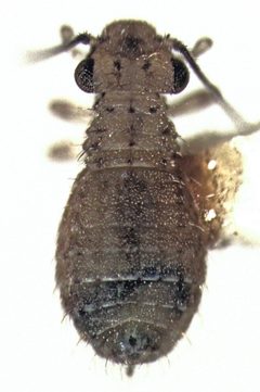 Cerobasis guestfalica by S.E. Thorpe. Used under a Public domain license.