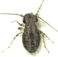Cerobasis guestfalica 2 by S.E. Thorpe. Used under a Public domain license.