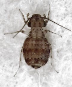 Cerobasis guestfalica 2013 by S.E. Thorpe. Used under a Public domain license.