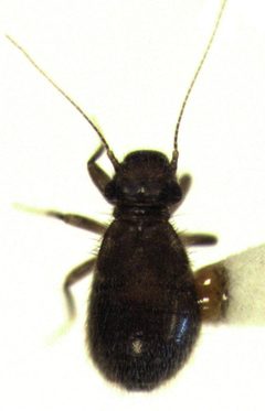 Lepinotus inquilinus by S.E. Thorpe. Used under a Public domain license.