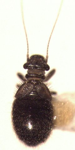 Lepinotus reticulatus by S.E. Thorpe. Used under a CC0 license.