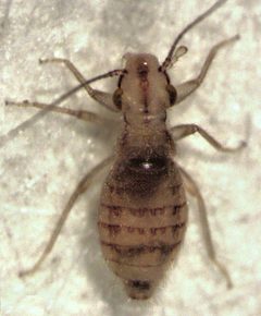 Trogium pulsatorium by S.E. Thorpe. Used under a Public domain license.