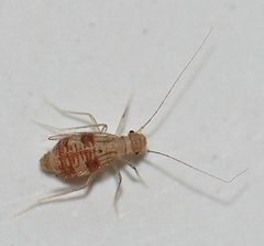 Dorypteryx domestica by Henry25. Used under a CC BY 4.0 license.