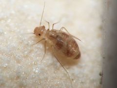 Dorypteryx domestica 20140502 i35 by Arp. Used under a Public domain license.