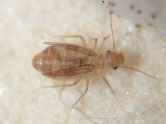 Dorypteryx domestica 20140502 i37 by Arp. Used under a Public domain license.