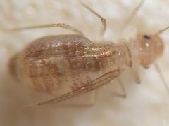 Dorypteryx domestica 20140502 i41 by Arp. Used under a Public domain license.