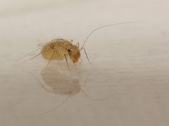 Staublaus Psocoptera 200606 D5D by Bernd Hofmann. Used under a CC BY-SA 3.0 license.