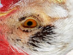 2016-10-01 Chicken has Echidnophaga gallinacea by Erik Streb. Used under a CC BY-SA 3.0 license.