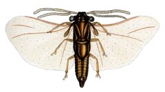 Elenchus koebelei by W.D. Pierce (1881-1967). Used under a Public domain license.