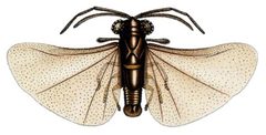 Caenocholax fenyesi by Pierce, D.. Used under a Public domain license.
