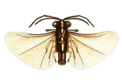 Caenocholax fenyesi clean by Wytsman, Philogéne, 1866-1925. Used under a Public domain license.