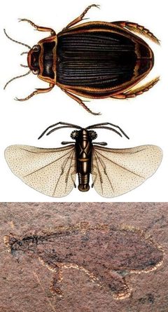Coleopterida by derivative work: User:A. C. Tatarinov. Used under a CC BY-SA 4.0 license.