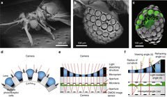 Xenos peckii eye and ultrathin digital camera. by Dongmin Keum, Kyung-Won Jang, Daniel S. Jeon, Charles S. H. Hwang, Elke K. Buschbeck, Min H. Kim &amp; Ki-Hun Jeong. Used under a CC BY 4.0 license.