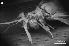 Xenos peckii head closeup by Dongmin Keum, Kyung-Won Jang, Daniel S. Jeon, Charles S. H. Hwang, Elke K. Buschbeck, Min H. Kim &amp; Ki-Hun Jeong. Used under a CC BY 4.0 license.