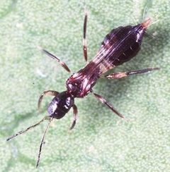 Frankadult by University of California. Used under a Public domain license.