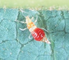 Franklarva by University of California. Used under a Public domain license.