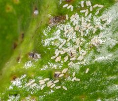Gynaikothrips ficorum 10180929 by Jesse Rorabaugh. Used under a CC0 license.