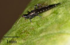 Gynaikothrips ficorum 10180944 by Jesse Rorabaugh. Used under a CC0 license.