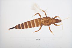 Gynaikothrips ficorum 10326934 by Jesse Rorabaugh. Used under a CC0 license.
