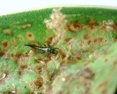 Gynaikothrips ficorum 31941445 by 螯蝦. Used under a CC0 license.