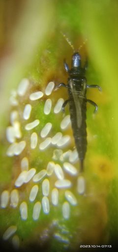 Gynaikothrips ficorum 327767416 by 余世文. Used under a CC0 license.