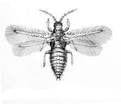Heliothrips rubrocinctus by United States. Bureau of Entomology; Pierce, W. Dwight.. Used under a Public domain license.
