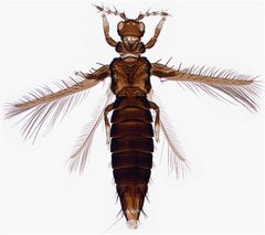 Selenothrips rubrocinctus Femelle by Mr Thrips (ThripsWiki). Used under a CC BY-SA 3.0 license.