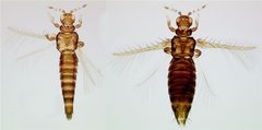 Selenothrips rubrocinctus Male and Female by Mr Thrips (ThripsWiki). Used under a CC BY-SA 3.0 license.