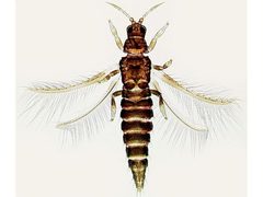 Echinothrips americanus PaDIL136415a by Laurence Mound, ANIC, CSIRO. Used under a CC BY 3.0 au license.