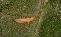 Frankliniella occidentalis 5364132-LGPT by Frank Peairs, Colorado State University, Bugwood.org. Used under a CC BY 3.0 license.