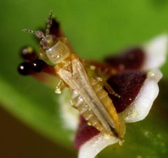 Frankliniella occidentalis 7798 by Dave Kirkeby. Used under a CC BY-SA 4.0 license.