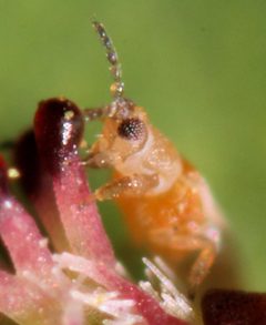 Frankliniella occidentalis 7826crop by Dave Kirkeby. Used under a CC BY-SA 4.0 license.