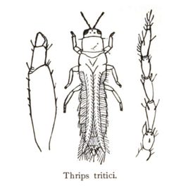 Thrips tritici by Howard, L. O. (Leland Ossian), 1857-1950. Used under a Public domain license.