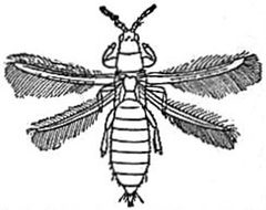 EB1911 Thysanoptera - Limothrips denticornis by after H. Uzel, Monographie der Ordnung Thysanoptera. Used under a Public domain license.