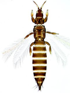 Limothrips denticornis Female by Laurence Mound (ThripsWiki). Used under a CC BY-SA 3.0 license.