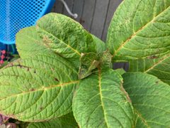 Chili thrips damage on Hydrangea macrophylla by m.borden. Used under a CC BY-SA 2.0 license.