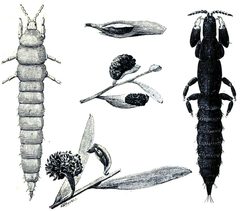 Kladothrips eusocial gall-former by Froggatt, W. W.. Used under a Public domain license.