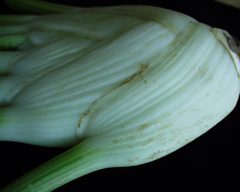 Knollenfenchel Thripse-1-DLR-NW--R-Wahl by Rainer Wahl. Used under a CC BY-SA 4.0 license.