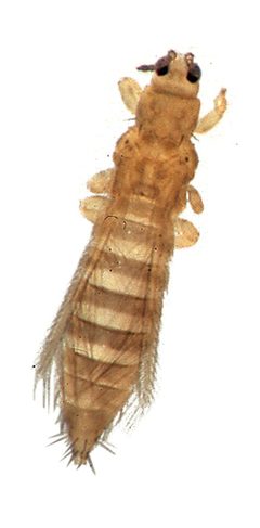 Thrips tabaci by Alton N. Sparks, Jr., University of Georgia, Bugwood.org. Used under a CC BY 3.0 license.