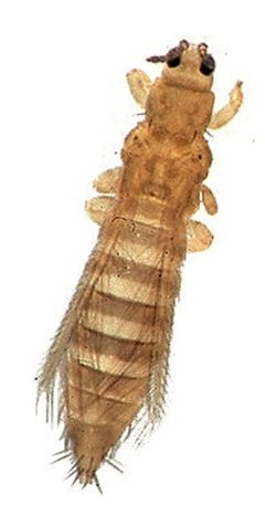 Thrips tabaci - drawing by Alton N. Sparks, Jr., University of Georgia, Bugwood.org. Used under a CC BY 3.0 license.