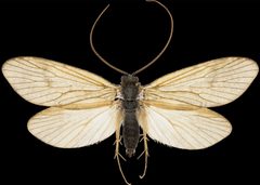 Arctopsyche ladogensis m by Hallvard Elven, Naturhistorisk museum, Universitetet i Oslo. Used under a CC BY 4.0 license.