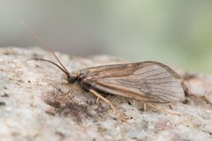 Arctopsyche ladogensis male by Hallvard Elven, Naturhistorisk museum, Universitetet i Oslo. Used under a CC BY 4.0 license.