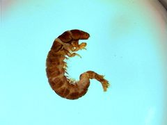 Hydropsyche betteni larva by Stroud Water Research Center. Used under a CC BY 3.0 license.