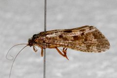 Hydropsyche oslari 01 by Libby Avis, Centre for Biodiversity Genomics. Used under a CC0 license.