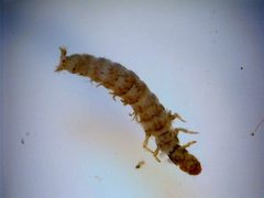 Hydropsyche bronta larva by Stroud Water Research Center. Used under a CC BY 3.0 license.