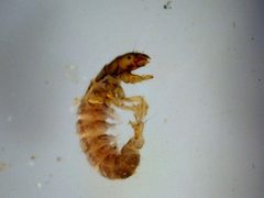 Hydropsyche slossonae larva by Stroud Water Research Center. Used under a CC BY 3.0 license.