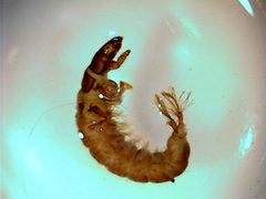 Hydropsyche sparna larva by Stroud Water Research Center. Used under a CC BY 3.0 license.