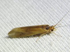 Potamyia flava by Sam Kieschnick. Used under a CC BY 4.0 license.