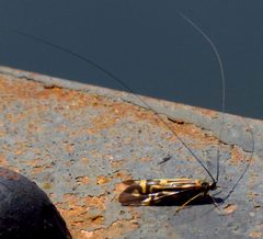 Zebra Caddis by D. Gordon E. Robertson. Used under a CC BY-SA 3.0 license.